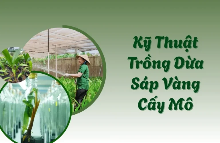 Kỹ Thuật Trồng Dừa Sáp Vàng Cấy Mô Cho Năng Suất Cao