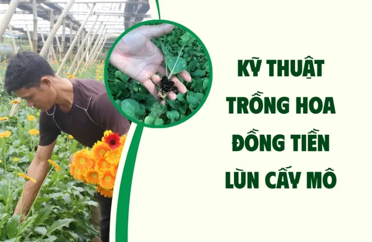Kỹ thuật trồng hoa đồng tiền lùn cấy mô chuẩn, sai hoa