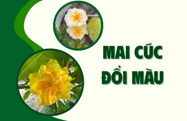 Kỹ Thuật Trồng Mai Cúc Đổi Màu Cấy Mô Ra Hoa Đẹp Dịp Tết