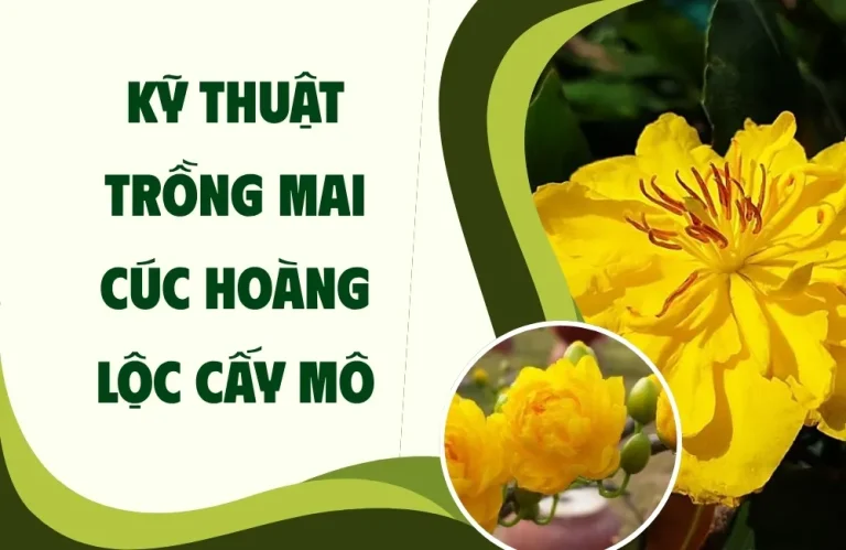Kỹ thuật trồng mai cúc hoàng lộc cấy mô nhanh ra hoa đẹp