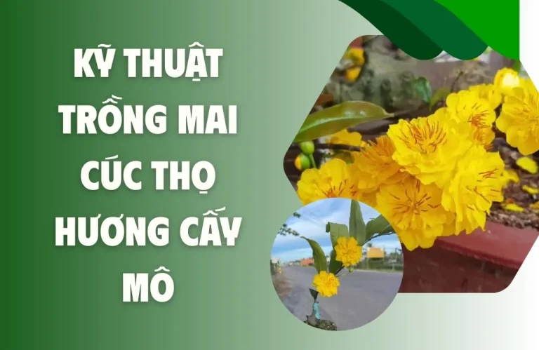 Kỹ Thuật Trồng Mai Cúc Thọ Hương Cấy Mô