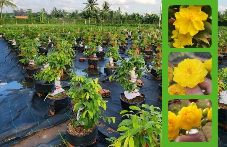 Kỹ thuật trồng mai cúc tường vy chuẩn nở 150 cánh Tết
