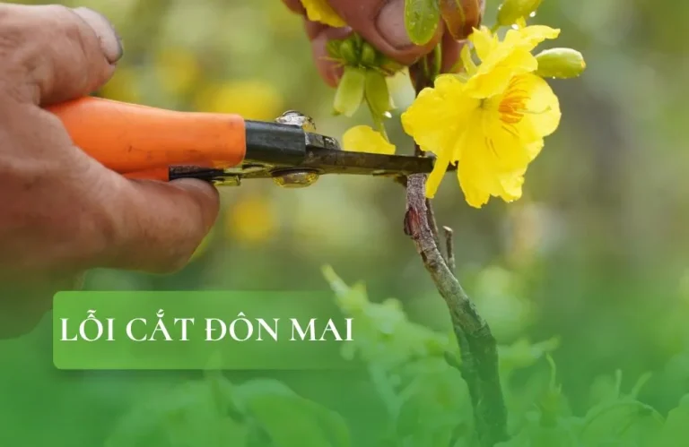 5 lỗi cắt đôn mai khiến cây ra chồi yếu và tán cây xấu
