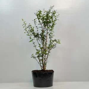 Lựu đỏ Ấn Độ