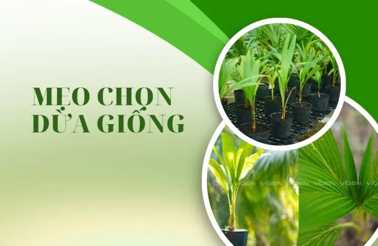 Mẹo chọn dừa giống chuẩn cho nhà vườn