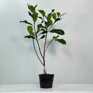 Mít Sầu Riêng