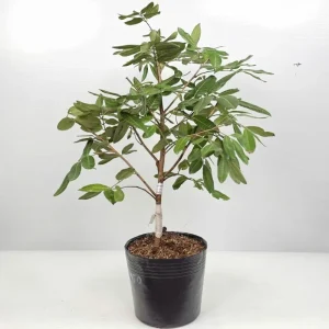 Cây nhãn Long Phụng