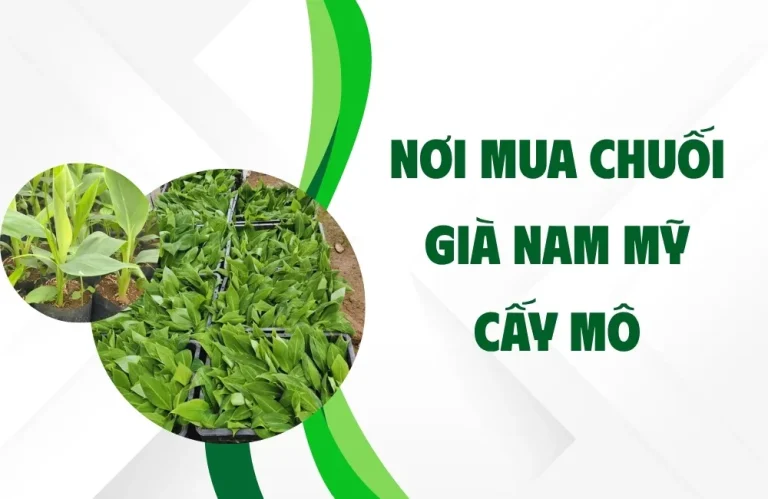 Nơi mua chuối già Nam Mỹ cấy mô sạch bệnh, giá tốt