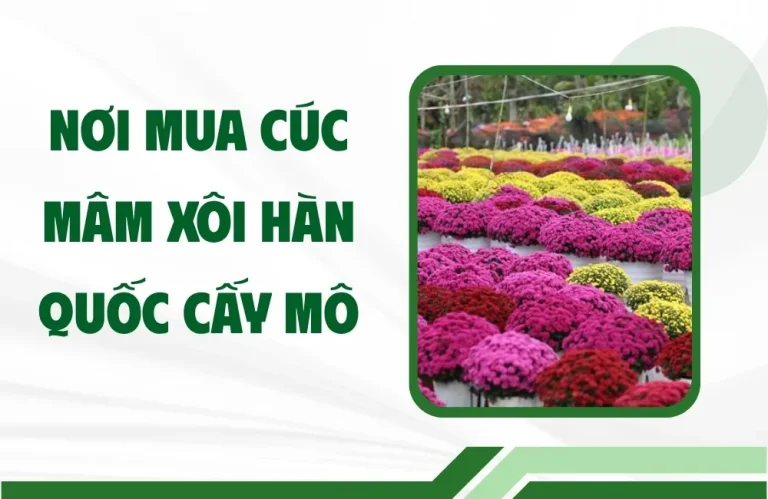Nơi mua cúc mâm xôi Hàn Quốc cấy mô ở đâu uy tín?