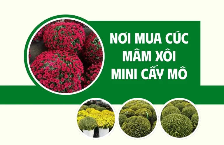 Gợi ý nơi mua cúc mâm xôi mini cấy mô uy tín cho nhà vườn