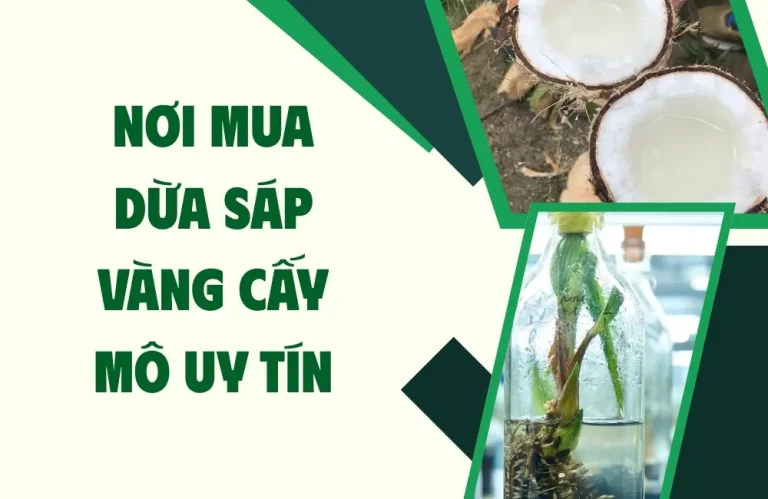 Nơi mua dừa sáp vàng cấy mô uy tín được tin chọn