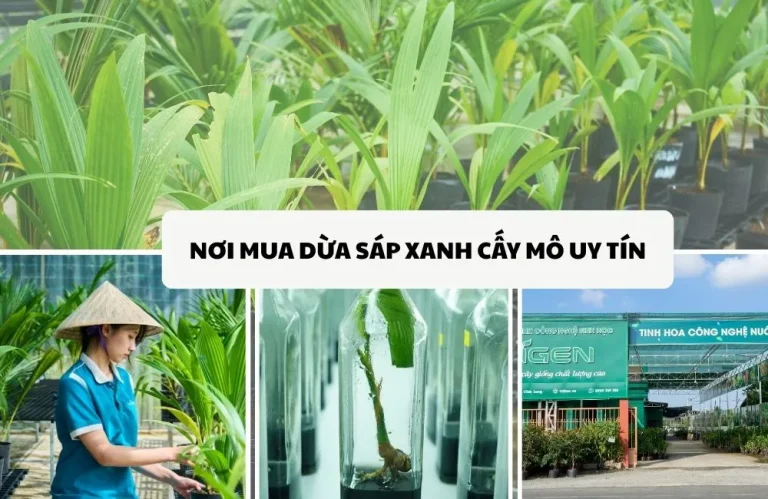 Nơi mua dừa sáp xanh cấy mô uy tín cho nhà vườn