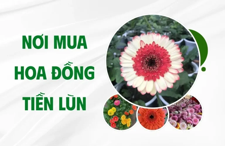 Nơi mua hoa đồng tiền lùn chất lượng cao, nở đẹp đúng chuẩn