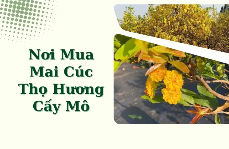 Nơi Mua Mai Cúc Thọ Hương Cấy Mô Chất Lượng