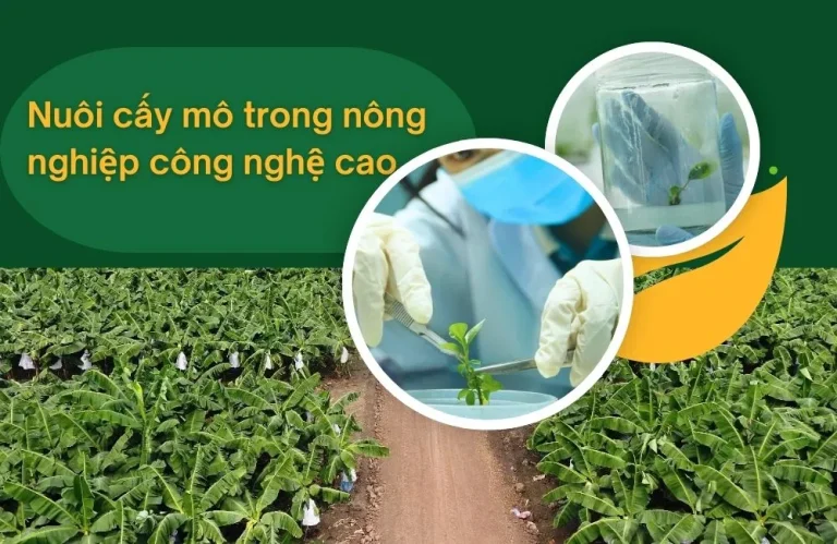 Vai trò nuôi cấy mô trong nông nghiệp công nghệ cao