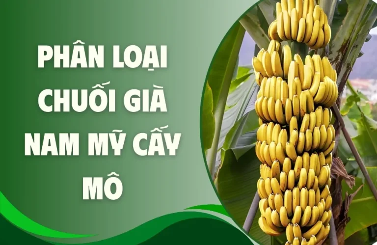 Phân Loại Chuối Già Nam Mỹ Cấy Mô