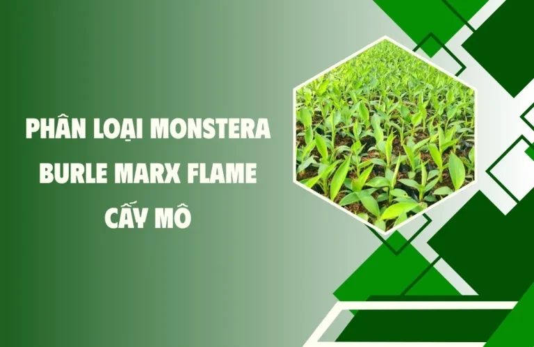 Phân loại Monstera Burle Marx Flame cấy mô chuẩn gen