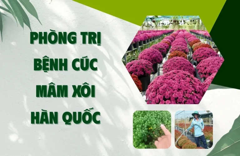 Phòng trị bệnh cúc mâm xôi Hàn Quốc đúng kỹ thuật