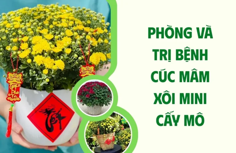 Phòng và trị bệnh cúc mâm xôi mini cấy mô hiệu quả A–Z