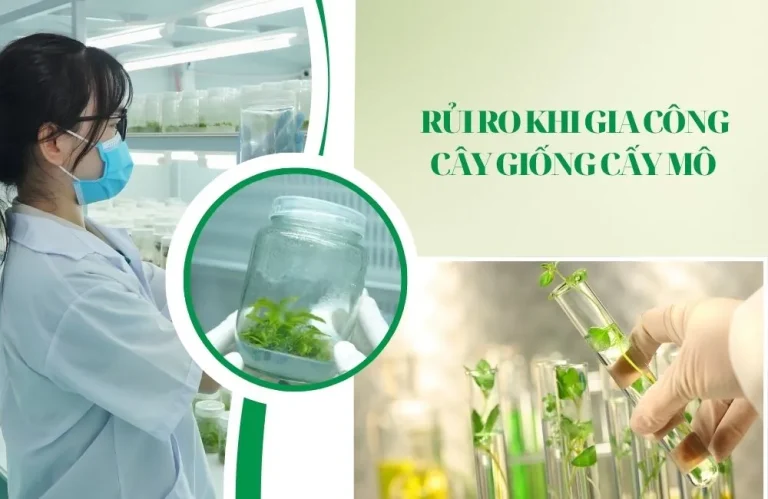 Rủi ro khi gia công cây giống cấy mô doanh nghiệp cần biết