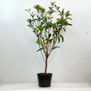 Cây giống Sapo Mehico