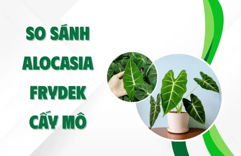So sánh Alocasia Frydek cấy mô và truyền thống chi tiết