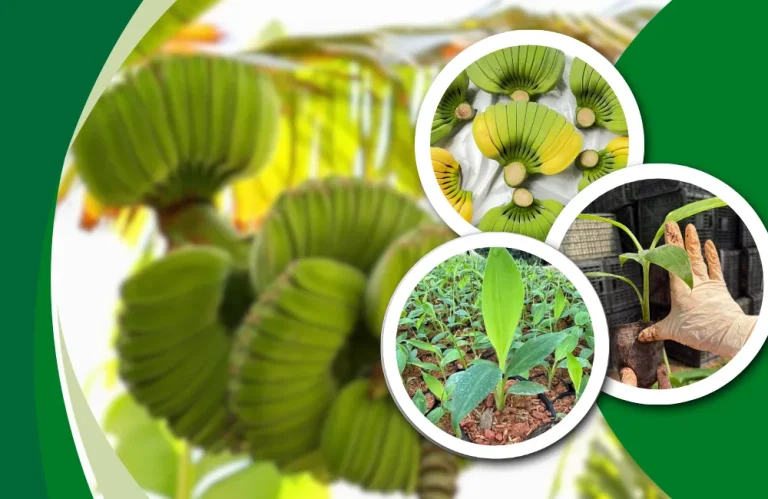 So sánh chuối bàn tay phật cấy mô chi tiết
