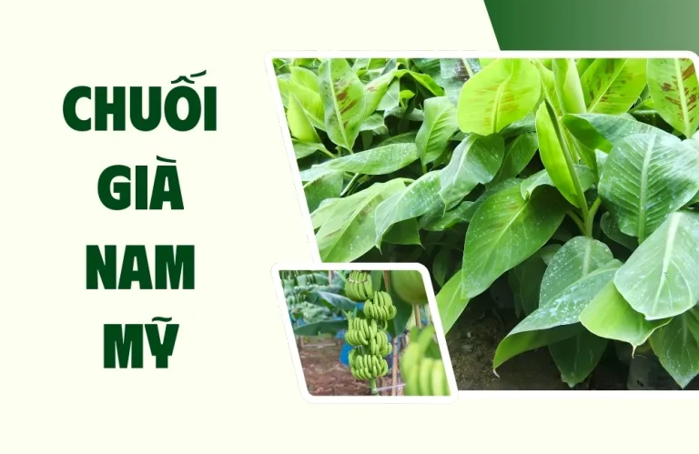 So Sánh Chuối Già Nam Mỹ Với Các Giống Chuối Phổ Biến