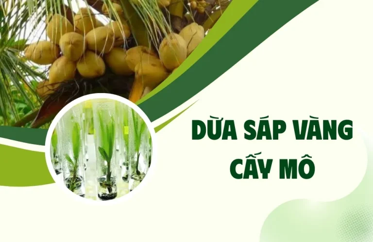 Thuần Và Chăm Sóc Dừa Sáp Vàng Cấy Mô Hiệu Quả