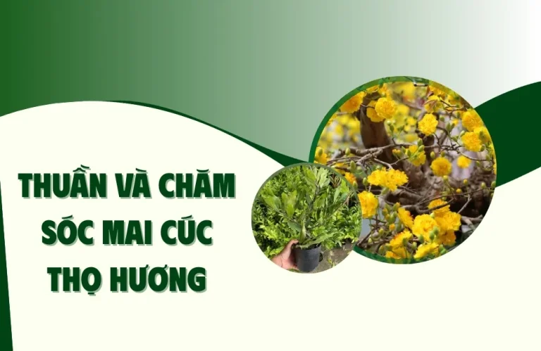 Thuần Và Chăm Sóc Mai Cúc Thọ Hương