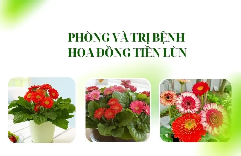 Phòng và trị bệnh trên hoa đồng tiền lùn hiệu quả