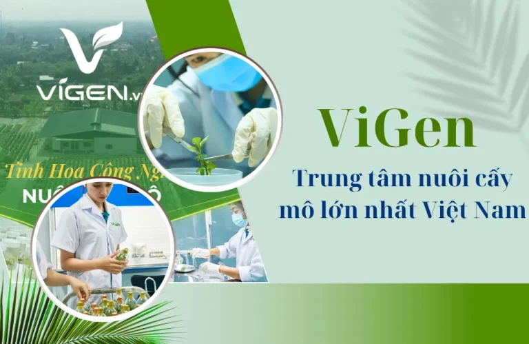 ViGen – Trung tâm nuôi cấy mô lớn nhất Việt Nam