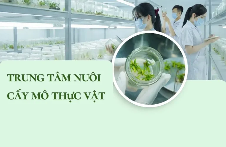 Bên trong một trung tâm nuôi cấy mô thực vật có gì ?