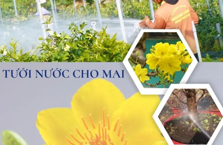 Tưới nước sông cho mai hay nước máy cho mai tốt hơn?