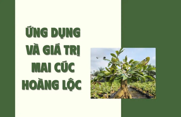 Ứng dụng và giá trị mai cúc hoàng lộc có gì nổi bật?