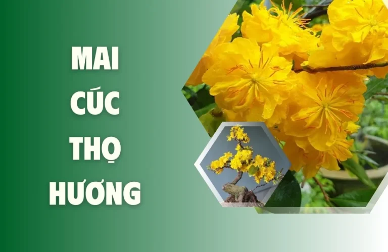 Ứng Dụng Và Giá Trị Mai Cúc Thọ Hương Mang Lại Kinh Tế Cao