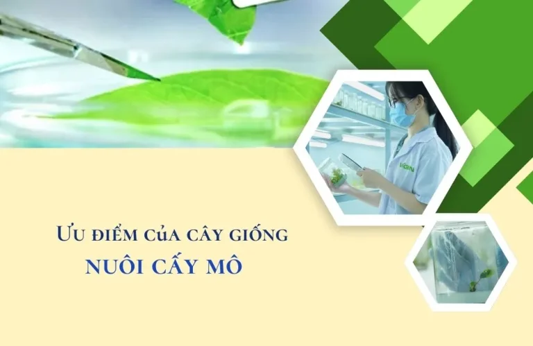 7 ưu điểm của cây giống nuôi cấy mô người trồng nên biết