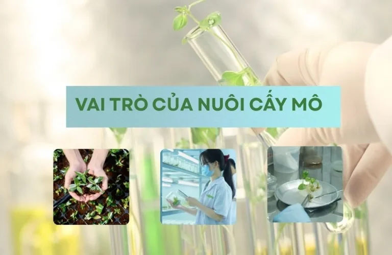 Vai trò của nuôi cấy mô trong nông nghiệp công nghệ cao