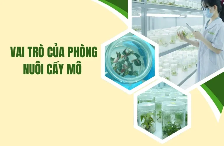 Vai trò của phòng nuôi cấy mô trong nông nghiệp