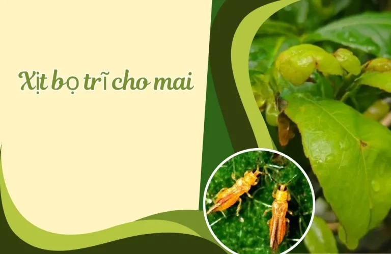 Cách xịt bọ trĩ cho mai không bị tái lại