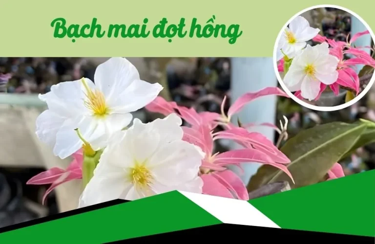 Bạch mai đọt hồng – Vẻ đẹp độc đáo trong thế giới mai cảnh