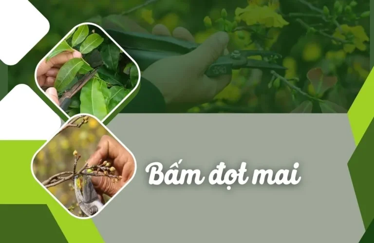 Bấm đọt mai đúng kỹ thuật – Cách giúp cây tán đẹp, hoa đều