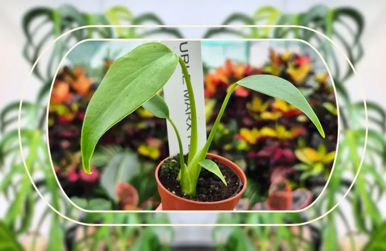 Bệnh trên cây Monstera Burle Marx Flame dễ gặp nhất