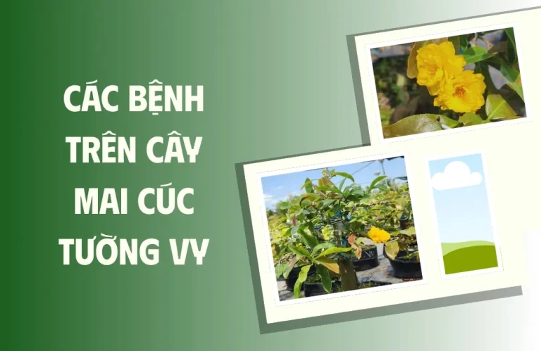 Các bệnh trên cây mai cúc tường vy và dấu hiệu cần biết