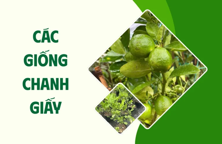 Các giống chanh giấy được ưa chuộng hiện nay