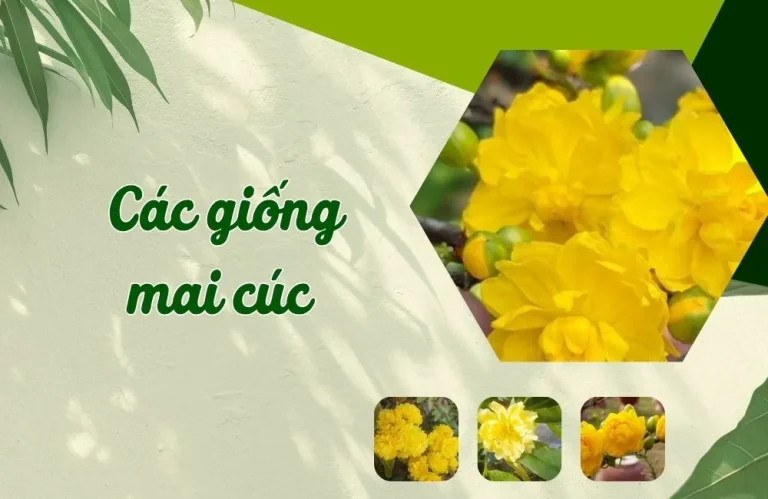 Các giống mai cúc và kinh nghiệm chọn giống hiệu quả