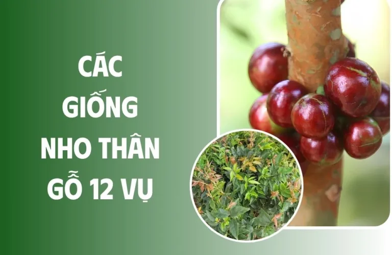 Các giống nho thân gỗ 12 vụ quả to, sai trái, giá trị cao