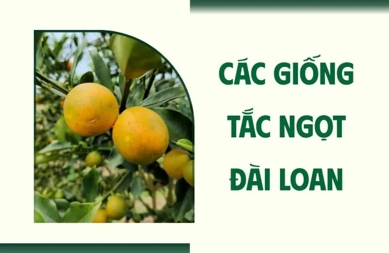 Các giống tắc ngọt Đài Loan được ưa chuộng hiện nay