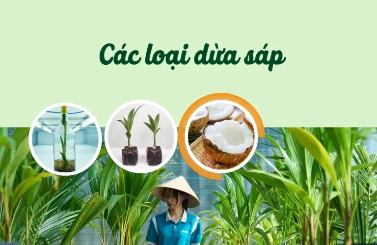 Các loại dừa sáp: Hiểu đúng để chọn đúng