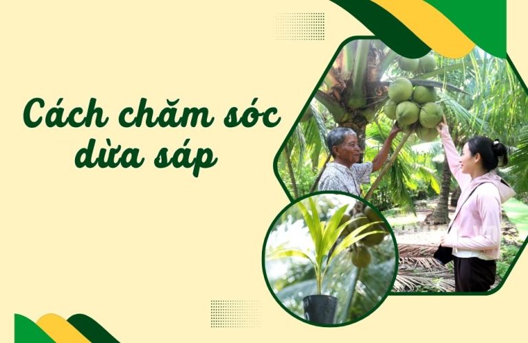 Hướng dẫn cách chăm sóc dừa sáp cho người mới